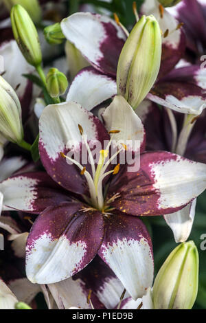 Lilium „Tiny Padhye“ Asiatische Lilien Stockfoto