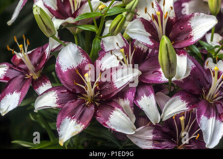 Schöner Garten mit Blumen, Lilium 'winzigen Padhye', asiatische Lilien Stockfoto