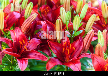 Lilium 'Tiny Hope' Zwerg Asiatische Lilie, Lilien Stockfoto