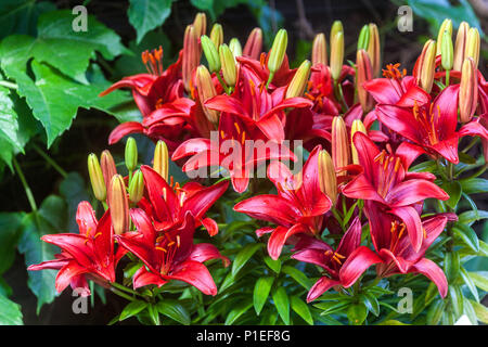 Lilium 'Tiny Hope', Zwerg-Asiatische Lilie, Lilien Stockfoto