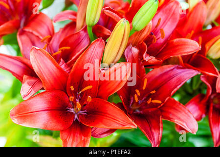 Lilium 'Tiny Hope' Zwerg Asiatische Lilie, Lilien Stockfoto