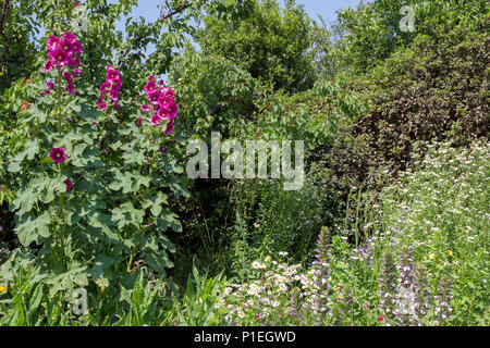 Malve Blumen im Garten mit verschiedenen Vegetation Stockfoto