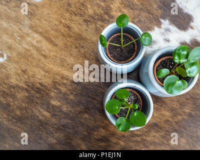 Drei baby Pilea peperomioides oder Pfannkuchen Anlage (Urticaceae) auf einem kuhfell Teppich Stockfoto