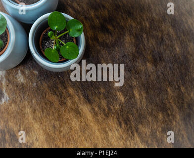 Drei baby Pilea peperomioides oder Pfannkuchen Anlage (Urticaceae) auf einem kuhfell Teppich Stockfoto