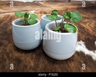 Drei baby Pilea peperomioides oder Pfannkuchen Anlage (Urticaceae) auf einem kuhfell Teppich Stockfoto