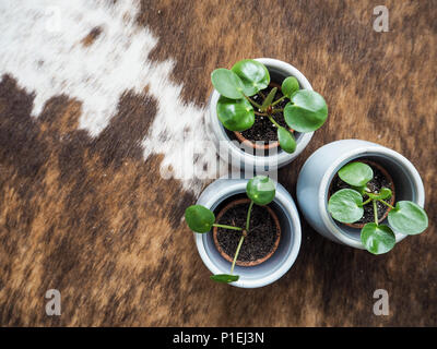 Drei baby Pilea peperomioides oder Pfannkuchen Anlage (Urticaceae) auf einem kuhfell Teppich Stockfoto