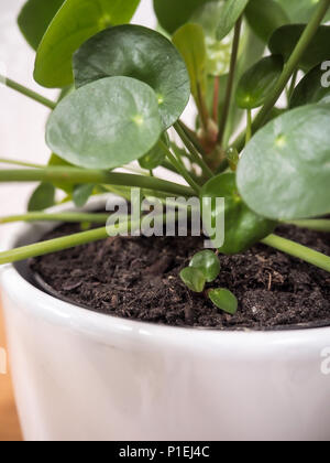 Pfannkuchen pilea peperomioides oder Anlage Stockfoto