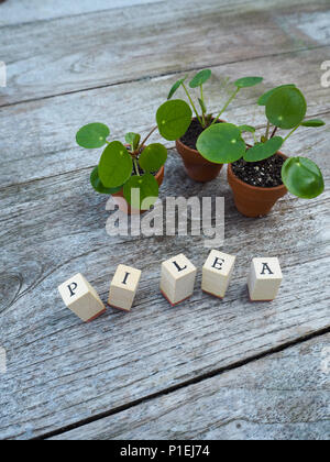 Drei baby Pfannkuchen Pflanzen oder pilea peperomioides in kleinen Terracotta Töpfen auf einem Holztisch Stockfoto