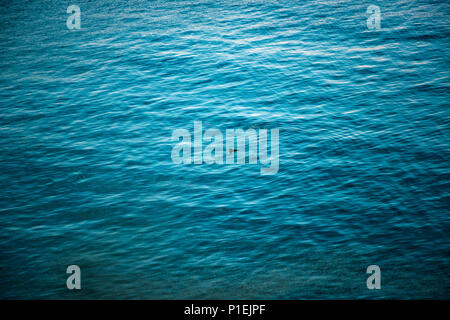 Eine Ente schwimmt allein in den Pazifischen Ozean. Stockfoto