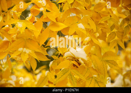 Nahaufnahme der grünen Asche Blätter mit Herbst Farbe Stockfoto