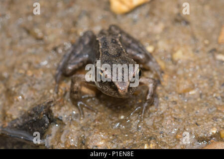 Junge froglet (Rana temporaria) Stockfoto