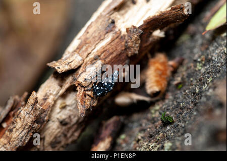 Nahaufnahme der GEFLECKTE LANTERNFLY NYMPHE (LYCORMA DELICATULA), Berks County, Pennsylvania anzeigen Stockfoto