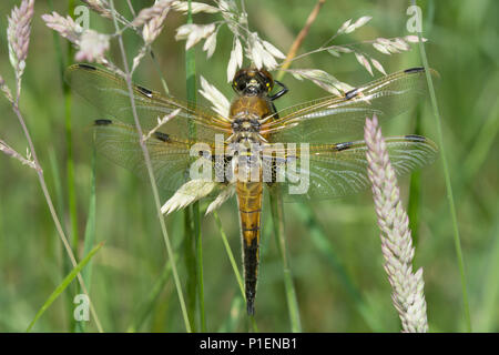 Neu entstandenen 4-spotted Chaser Dragonfly (Libellula quadrimaculata) Trocknen seine Flügel unter Gräser in Hampshire, Großbritannien Stockfoto