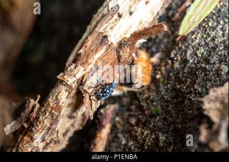 Nahaufnahme der GEFLECKTE LANTERNFLY NYMPHE (LYCORMA DELICATULA), Berks County, Pennsylvania anzeigen Stockfoto