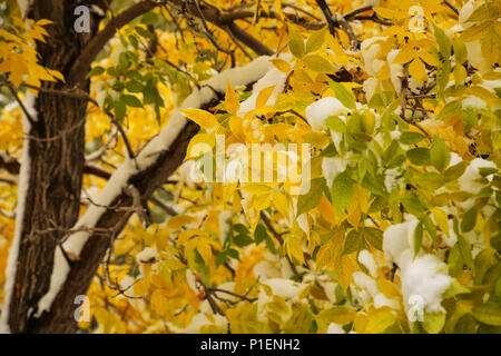 In der Nähe von Grün Esche mit Herbst Farbe und Schnee Stockfoto