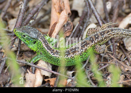 Bunte männliche Zauneidechse (Lacerta agilis) in Surrey, Heide, Deutschland Stockfoto