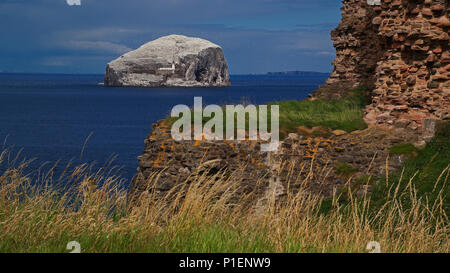 Europa, Schottland, Vereinigtes Königreich, Großbritannien, England, Bass Rock,, Europa, Schottland, Vereinigtes Koenigreich, Grossbritannien, Bass Rock, Stockfoto