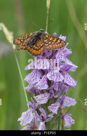 Marsh fritillary Schmetterling (Euphydryas aurinia) auf einen gemeinsamen getupft Orchidee in Hampshire, Großbritannien Stockfoto