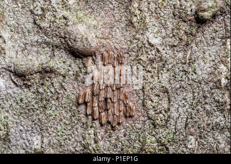 Nahaufnahme der gefleckte Eier (LANTERNFLY LYCORMA DELICATULA) BLICK AUF BAUM DES HIMMELS RINDE (AILANTHUS ALTISSIMA), Berks County, Pennsylvania Stockfoto