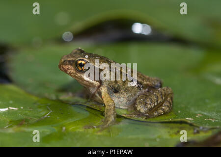 Junge froglet (Rana temporaria), die sich aus einem Gartenteich, Großbritannien Stockfoto