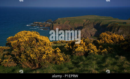 Europa, Schottland, Vereinigtes Königreich, England, Landschaft, Dunottor Schloss im Stonehaven, Aberdeenshire,, Europa, Schottland, Grossbritannien, Landschaft, Stockfoto