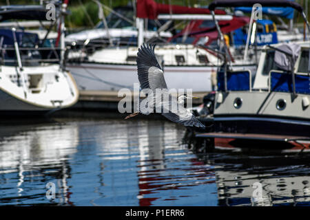 Reiher fliegen zwischen den Yachten in der Marina. Stockfoto