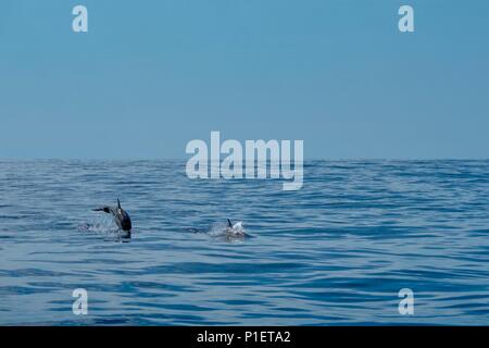 Baby Dolphin springen, während die Mutter schwimmt in der Nähe Stockfoto