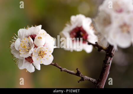 Nahaufnahme von Frühling blühende Aprikose Stockfoto