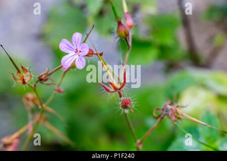 Kleine Blume der blühenden Gypsophila auf unscharfen grüner Hintergrund mit fünf Blüten in Schattierungen von rosa, Bild in der Nähe von Lake Dospat, Bulgarien Stockfoto