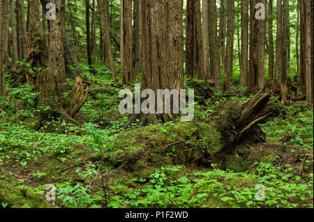 Grünen Wald, Kanarischen, Hoonah, Alaska, USA. Stockfoto