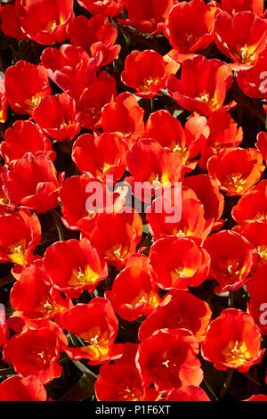 Bunte Tulpen Felder, Edendale, Southland, Südinsel, Neuseeland Stockfoto