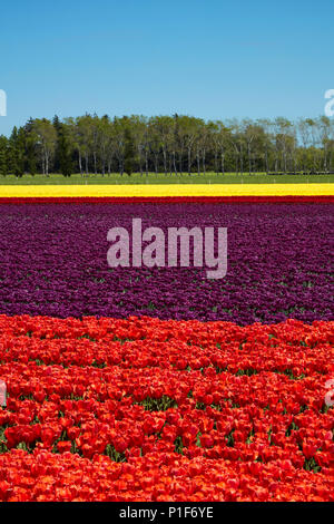 Bunte Tulpen Felder, Edendale, Southland, Südinsel, Neuseeland Stockfoto