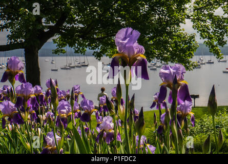 Purple Iris blüht im Juni mit Segelbooten auf See für den Sommer Spaß günstig Stockfoto