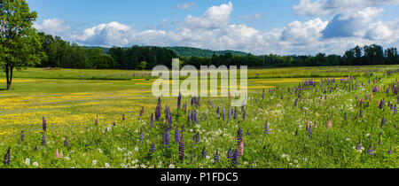 Bereich der lila und rosa Lupinen in der Blüte mit Löwenzahn in der Natur Stockfoto