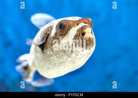 Masked Puffer oder Arothron diadematus, Strahlenflosser, tetraodontiformes, tropische Meeresfische, leben unter Riffe, im natürlichen Lebensraum auf Blau hinterg Stockfoto