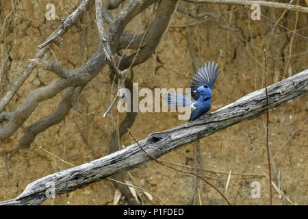 Männlich Black-naped Monarch oder Black-naped blau Schopftyrann hocken auf Ast Stockfoto