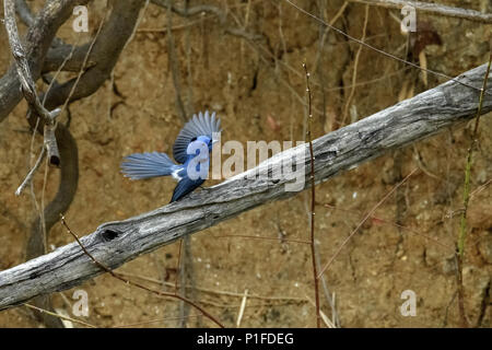 Männlich Black-naped Monarch oder Black-naped blau Schopftyrann hocken auf Ast Stockfoto