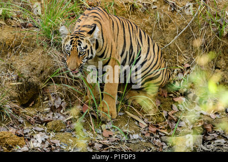 Royal Bengal Tiger männlich Cub in Andhari Tadoba Tiger Reserve, Indien Big Cat Predator gefährdeten Arten in einem natürlichen Lebensraum an einem hellen Sommertag Stockfoto