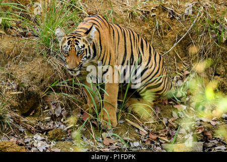 Royal Bengal Tiger männlich Cub in Andhari Tadoba Tiger Reserve, Indien Big Cat Predator gefährdeten Arten in einem natürlichen Lebensraum an einem hellen Sommertag Stockfoto