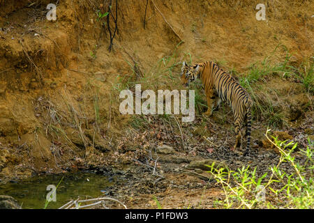 Royal Bengal Tiger männlich Cub in Andhari Tadoba Tiger Reserve, Indien Big Cat Predator gefährdeten Arten in einem natürlichen Lebensraum an einem hellen Sommertag Stockfoto
