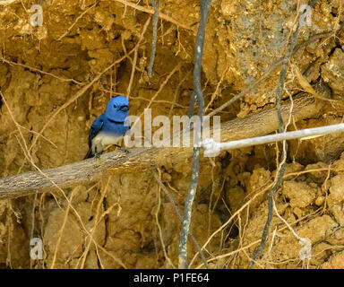 Männlich Black-naped Monarch oder Black-naped blau Schopftyrann hocken auf Ast Stockfoto