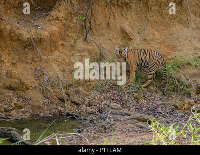 Royal Bengal Tiger männlich Cub in Andhari Tadoba Tiger Reserve, Indien Big Cat Predator gefährdeten Arten in einem natürlichen Lebensraum an einem hellen Sommertag Stockfoto