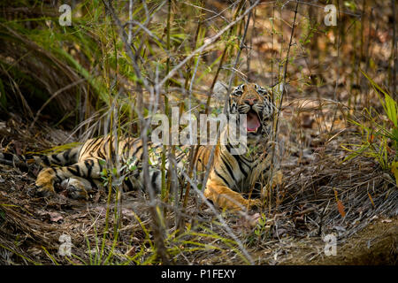Royal Bengal Tiger männlich Cub in Andhari Tadoba Tiger Reserve, Indien Big Cat Predator gefährdeten Arten in einem natürlichen Lebensraum an einem hellen Sommertag Stockfoto