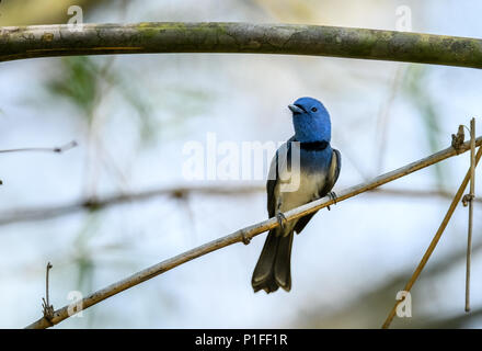 Männlich Black-naped Monarch oder Black-naped blau Schopftyrann hocken auf Ast Stockfoto