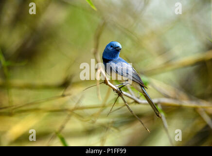 Männlich Black-naped Monarch oder Black-naped blau Schopftyrann hocken auf Ast Stockfoto