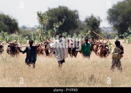 Jungen auf der Suche nach der Familie Kuhherde in ländlichen Niger, Afrika Stockfoto