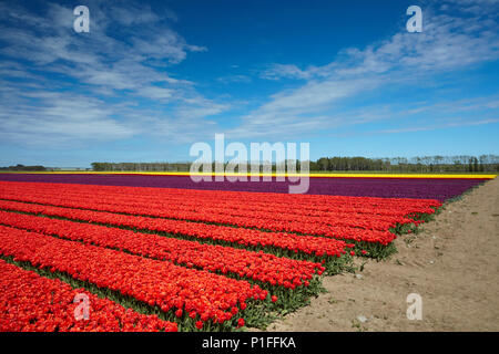 Bunte Tulpen Felder, Edendale, Southland, Südinsel, Neuseeland Stockfoto