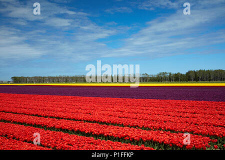 Bunte Tulpen Felder, Edendale, Southland, Südinsel, Neuseeland Stockfoto