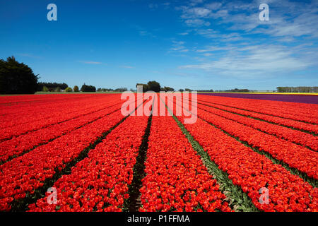 Bunte Tulpen Felder, Edendale, Southland, Südinsel, Neuseeland Stockfoto