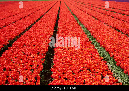 Bunte Tulpen Felder, Edendale, Southland, Südinsel, Neuseeland Stockfoto